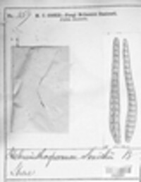 Corynespora smithii image